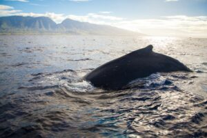 Pacific Whale Foundation